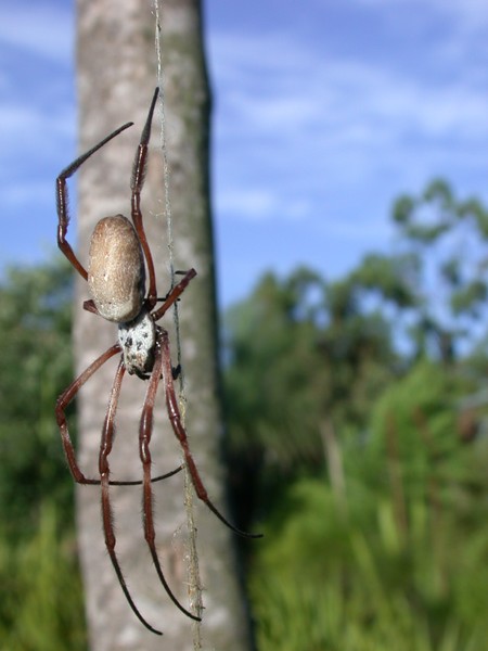 Golden Orb-Weaver